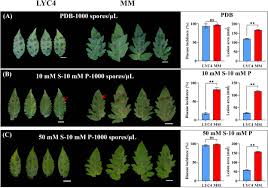 Attēlu rezultāti vaicājumam “Lycogala botrydium spores”