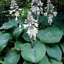 Image result for Hosta sieboldiana 'Elegans'