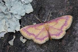 Attēlu rezultāti vaicājumam “Idaea muricata”