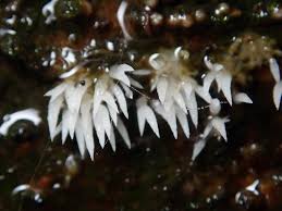 Attēlu rezultāti vaicājumam “Mucronella bresadolae”