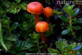 Attēlu rezultāti vaicājumam “Hygrocybe sp.”