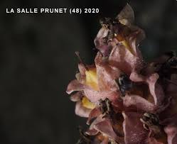 Attēlu rezultāti vaicājumam “Lathraea squamaria fruit”