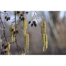 Attēlu rezultāti vaicājumam “Alnus glutinosa bud”