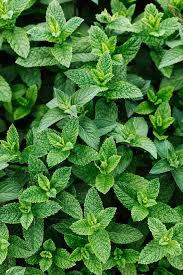Attēlu rezultāti vaicājumam “Mentha x piperita”