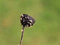 Attēlu rezultāti vaicājumam “Hymenoscyphus fructigenus”