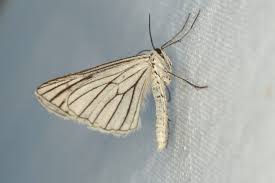 Attēlu rezultāti vaicājumam “Siona lineata”