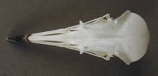 Attēlu rezultāti vaicājumam “Pluvialis apricaria”