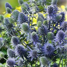 Image result for Eryngium `Blue Hobbit`