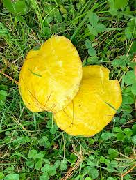 Attēlu rezultāti vaicājumam “Vibrissea decolorans”