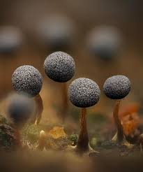 Attēlu rezultāti vaicājumam “Diderma hemisphaericum young”