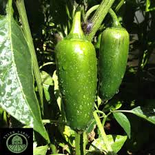 Afbeeldingsresultaat voor biker billy jalapeno hot pepper