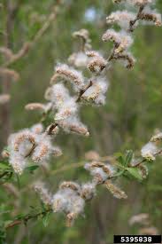 Attēlu rezultāti vaicājumam “Salix purpurea”