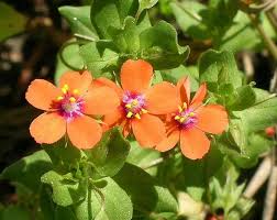 Attēlu rezultāti vaicājumam “Primulaceae”