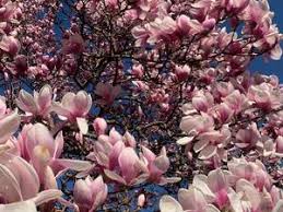 Attēlu rezultāti vaicājumam “Magnolia x soulangeana”