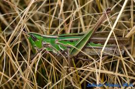Attēlu rezultāti vaicājumam “Acrididae”