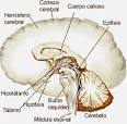epilepcia: es una <b>enfermedad</b>