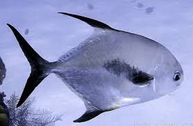 Image result for Trachinotus falcatus