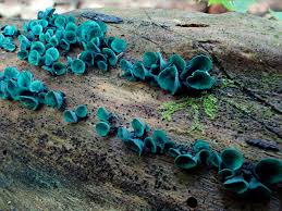 Attēlu rezultāti vaicājumam “Chlorociboria aeruginascens”