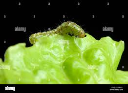Attēlu rezultāti vaicājumam “Mamestra brassicae larva”