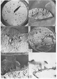 Attēlu rezultāti vaicājumam “Didymium squamulosum spores”