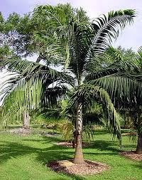 Attēlu rezultāti vaicājumam “Didymium verrucisporum”