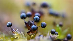 Attēlu rezultāti vaicājumam “Lamproderma debile sessile”