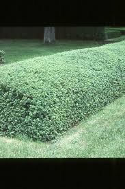 Attēlu rezultāti vaicājumam “Ribes alpinum”