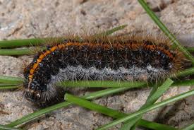 Attēlu rezultāti vaicājumam “Spiris striata”