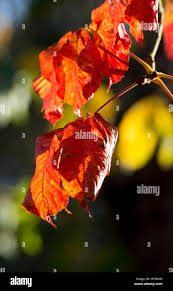 Attēlu rezultāti vaicājumam “Aesculus x hybrida leaf”