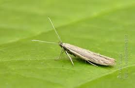 Attēlu rezultāti vaicājumam “Coleophora alticolella”