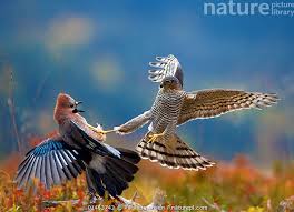 Attēlu rezultāti vaicājumam “Accipiter nisus”