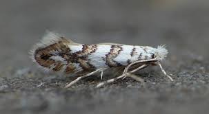 Attēlu rezultāti vaicājumam “Phyllonorycter platanoidella”