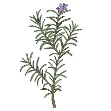 Image result for Rosmarin