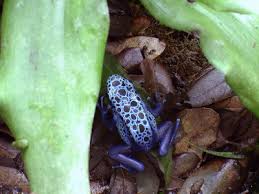 Image result for blauer baumsteiger