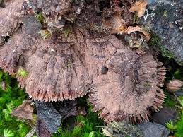 Attēlu rezultāti vaicājumam “Thelephora terrestris”