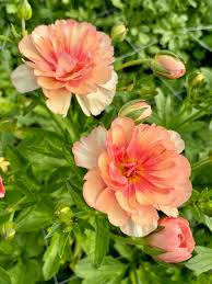 Attēlu rezultāti vaicājumam “Ranunculus elatior”