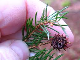 Attēlu rezultāti vaicājumam “Adelges laricis”