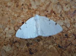 Attēlu rezultāti vaicājumam “Lomographa bimaculata”