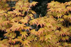 Image result for Acer palmatum `Orange Dream`