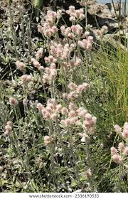 Attēlu rezultāti vaicājumam “Antennaria dioica fruit”