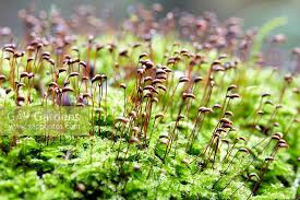 Attēlu rezultāti vaicājumam “Brachythecium rutabulum”