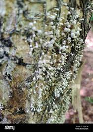 Attēlu rezultāti vaicājumam “Phleogena faginea”