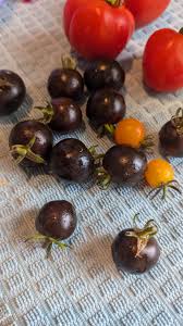 Afbeeldingsresultaat voor dark purple beefsteak tomato