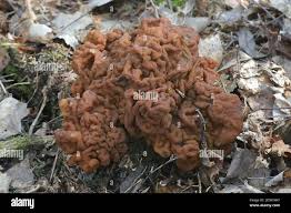 Attēlu rezultāti vaicājumam “Gyromitra gigas”
