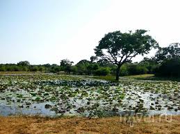 Image result for Яла заповедник