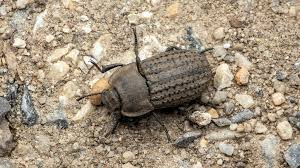 Attēlu rezultāti vaicājumam “Opatrum sabulosum”