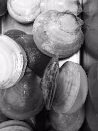 Image result for Placopecten magellanicus