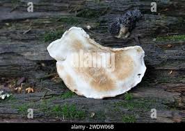 Attēlu rezultāti vaicājumam “Postia fragilis”