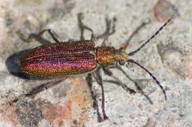 Attēlu rezultāti vaicājumam “Donacia dentata”