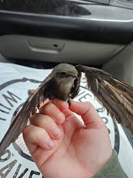 Image result for Chaetura pelagica